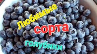 Самые ВКУСНЫЕ сорта голубики. 2023 г.