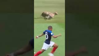 Mbappe Running speed !! Cheetah vs mabappe #viralshorts #mbappe