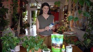 Pilea peperomioides with Homestead Brooklyn