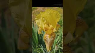 Gorgeous Irises: A Deep Dive into Colors, Symbolism, and Care | Iris Enthusiast's Guide and Insights