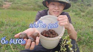 Nhặt Ốc Bươu Vàng Ngày Thăm Đồng | CÔNG LÂM TV