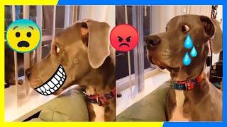 COLLECTION OF INTERNET|FUNNY VIDEOS  2021