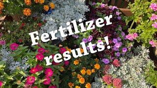 Potted flowers - See the fertilizer results