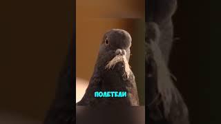 Дулин и Михалыч - голуби