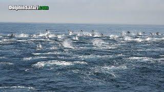 Dolphins Stampede off Dana Point During Whale Watch