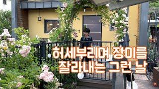 ep186 허세부리며 장미를 잘라내는 그런 날 |장미데드헤딩 | 장미편애자 | 가드닝 |마당있는 집 | 일상
