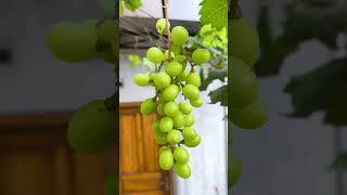 Green grapes  #shortvideo #gardening #gardeningvideos #diy #diygardening