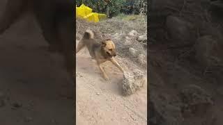 공사장에서 키우는 개의 미장실력 #shorts
