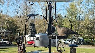 Bird Watching Bird Feeders Smoky Mountains Tennessee