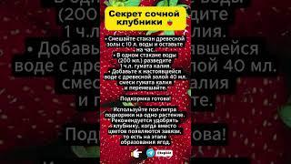 Как вырастить самую вкусную и сочную клубнику! Секреты урожайного сада!