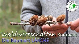 Waldwirtschaften Kompakt - Die Baumart LÄRCHE