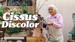 Mastering Cissus Discolor: Expert Planting & Care Tips with Kris | Oak Street Garden Shop