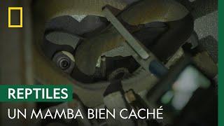 Un mamba noir se cache dans un conteneur