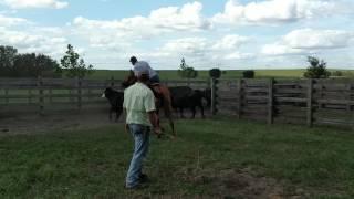 Working cows