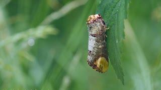 Buff-Tip (Phalera bucephala) / Mondvogel oder Mondfleck