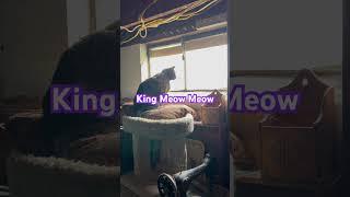 King Meow Meow Said… #cat #life #pets