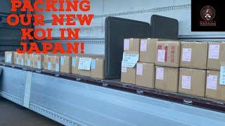 New Koi being packed in Japan! They are on the way!