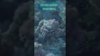 Relaxing Music and Beautiful Fish (underwater wonders)