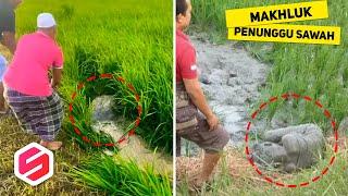 Awalnya Dikira Batu Tapi Malah Bergerak, Sosok Ini Sempat Dikira Mahkluk Penunggu Sawah.