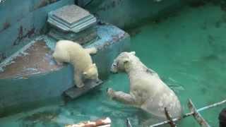 ホッキョクグマの赤ちゃん「モモ（百々）」とお母さんのバフィン(2) Baby Polar Bear at Tennoji Zoo