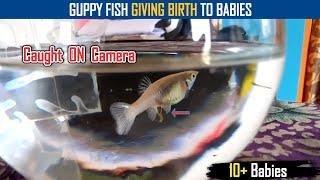 GUPPY FISH GIVING BIRTH TO BABIES | Dreamer Paul Vlog