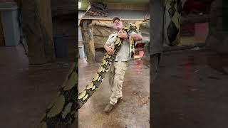 Absolutely Huge Gorgeous Tiger Retic!! 