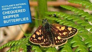 Scotland’s National Priority Species: Chequered Skipper Butterflies