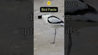 Bird Facts #3  #shortsviral #birds #birdfacts #birdfact