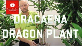 All you need to know about Dracaena - Dragon plant (Most varieties)