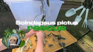 Scindapsus Pictus Rescue! ️ | Plants With Jules 🪴