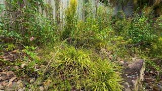 Luxury property garden clean up