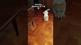 #shorts #shortvideo #viralshorts #viralvideo #funny #cute #dog #home #love #fyp #life #new #now