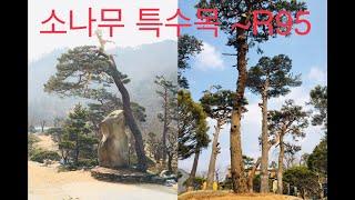 아파트 조경 R95 대형 특수목 소나무 모음 영상 (장송&가브리 17주, 반송 등)  Pinus densiflora (Korean red pine)