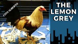 Poultry Show | Best of Grey Fowl