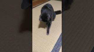 【猫動画】あれっ消えた‼️どこに行ったの⁉️