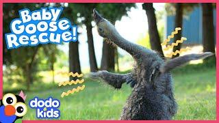 Baby Goose With A Wobbly Neck Keeps Falling Over Until...  | Rescued! | Dodo Kids