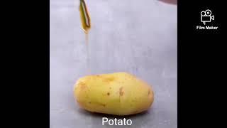 How honey produce roots in plant ?
