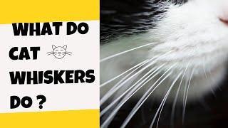 What Do Cat Whiskers Do ? - Cat's Knowhow