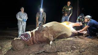 Performing Surgery on Pablo Escobar's Cocaine Hippos LIVE in Colombia