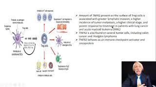 Treg cells need negative regulation to support anti-tumor immunotherapy