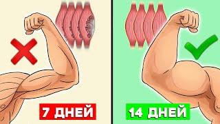 Сколько растут мышцы| Вся суть за 3 минуты