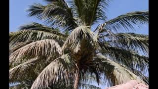 Gambia Flowerlodge 2017