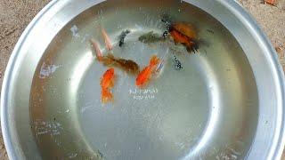 Beautiful Goldfish Black Fish Video Collection In Mixing Bowl, Sanalife Show68