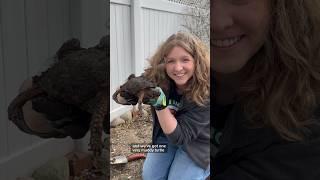 It’s Turtle Day! Digging up the turtles from winter hibernation! #turtle #hibernation #brumation