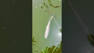 yea macchli keise margiya(283) hindi village fishing video #fishingvideo