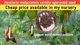 agar wood seeds/aquilaria malaccensis variety agar wood seed/agarwood seeds buy online cheap price