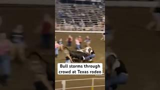 TikTok video shows bull storming through crowd at Texas rodeo