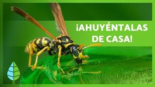 Cómo AHUYENTAR a las AVISPAS  | 5 Remedios Naturales para Ahuyentar Avispas 