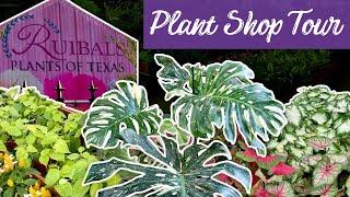 Surprising Houseplant Finds at Ruibal's!