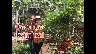 Kinh nghiệm trồng CÀ CHUA LEO GIÀN sai quả | THÍCH TRỒNG CÂY TV